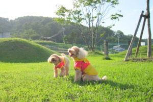 ドッグラン　利用規約変更・登録フォームについてのご案内