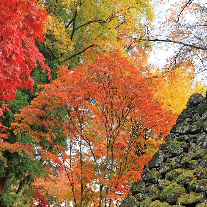 懐古園の紅葉 懐古園の紅葉