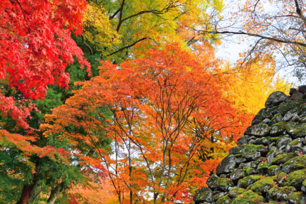 小諸城跡紅葉
